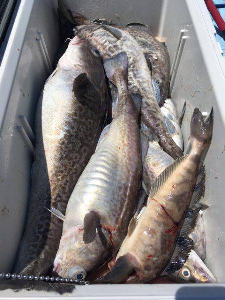 第二八坂丸 釣果