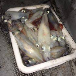 エヌスタイル 釣果