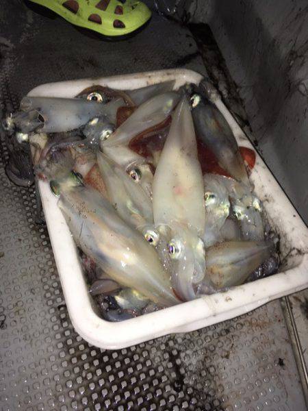 エヌスタイル 釣果