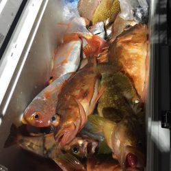 エヌスタイル 釣果