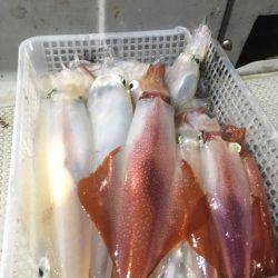 エヌスタイル 釣果
