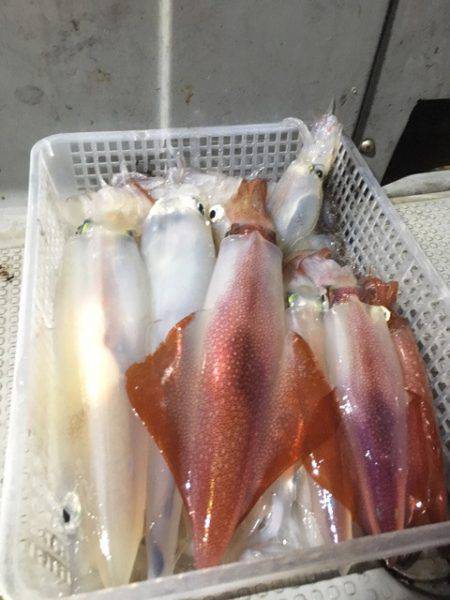 エヌスタイル 釣果