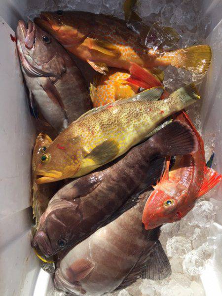 第二龍勢丸 釣果