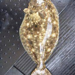 第二龍勢丸 釣果