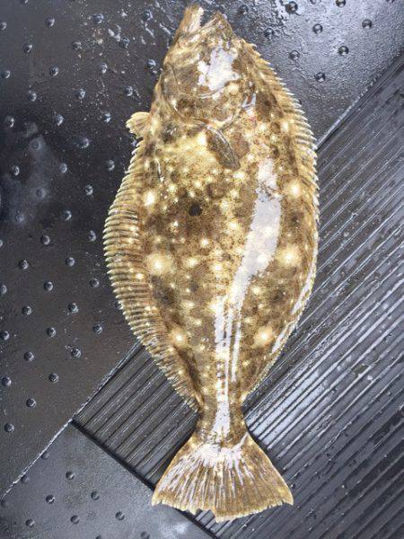 第二龍勢丸 釣果