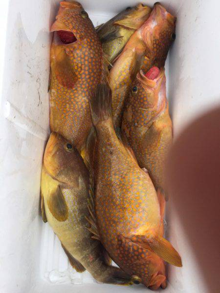 第二龍勢丸 釣果