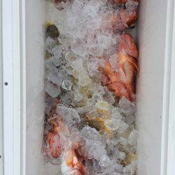 第二龍勢丸 釣果