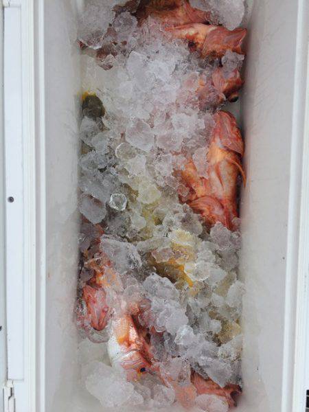 第二龍勢丸 釣果