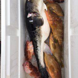 第二龍勢丸 釣果