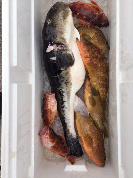 第二龍勢丸 釣果