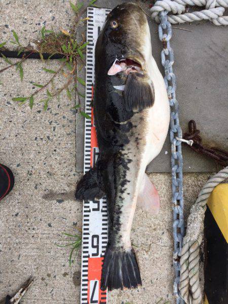 第二龍勢丸 釣果