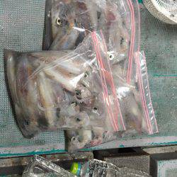 ＴＡＲＯＭＡＲＵ 釣果