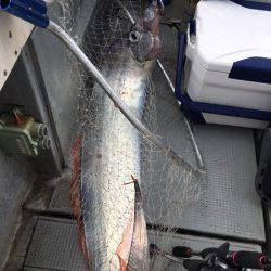 エヌスタイル 釣果