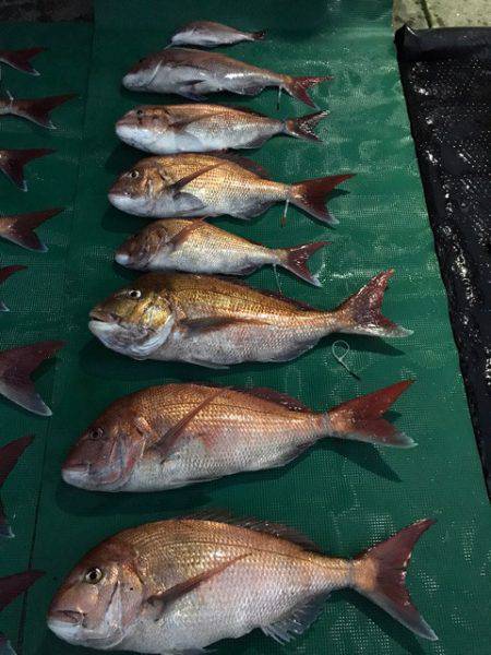 まるいち丸 ZERO-1 釣果