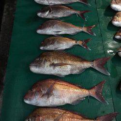 まるいち丸 ZERO-1 釣果