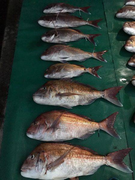 まるいち丸 ZERO-1 釣果