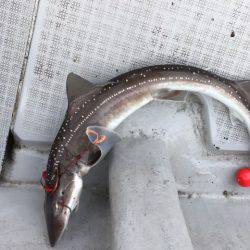 まるいち丸 ZERO-1 釣果