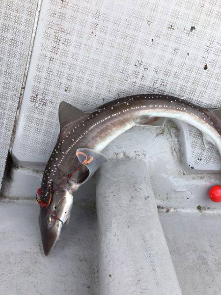 まるいち丸 ZERO-1 釣果