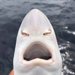 まるいち丸 ZERO-1 釣果