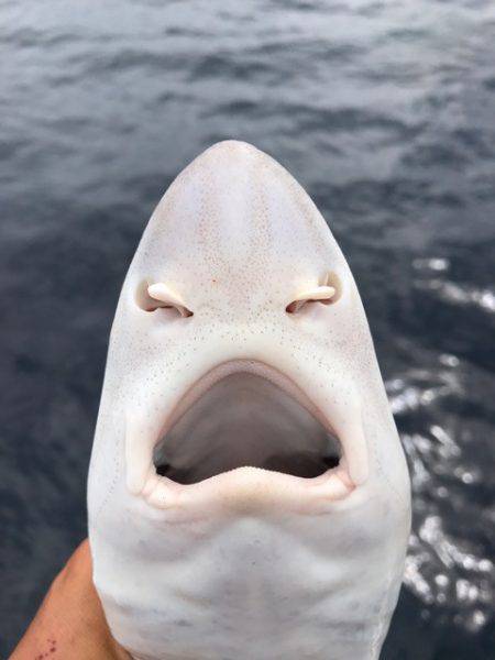 まるいち丸 ZERO-1 釣果