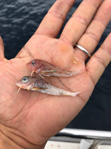 まるいち丸 ZERO-1 釣果