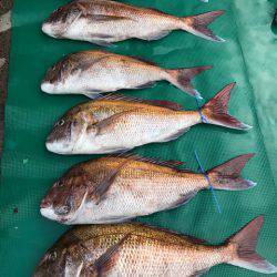 まるいち丸 ZERO-1 釣果