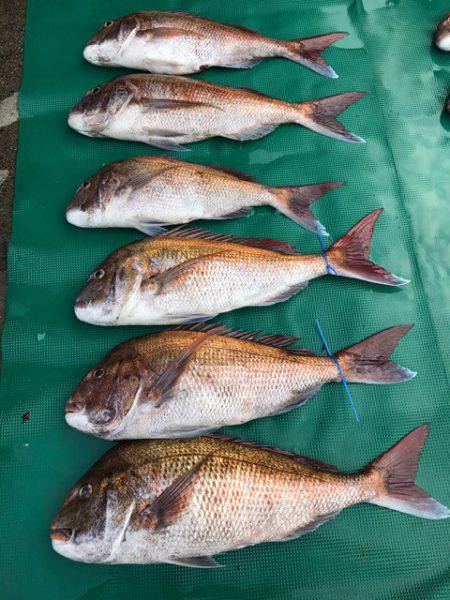 まるいち丸 ZERO-1 釣果