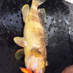 第二龍勢丸 釣果