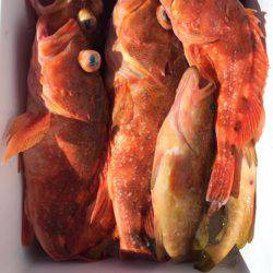 第二龍勢丸 釣果