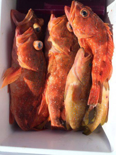 第二龍勢丸 釣果