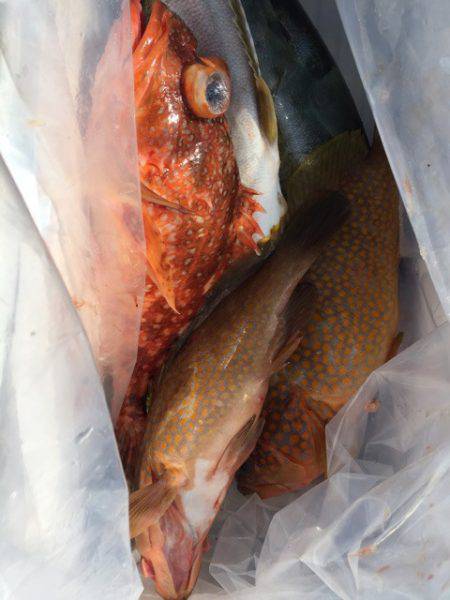 第二龍勢丸 釣果