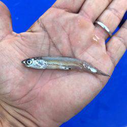 まるいち丸 ZERO-1 釣果