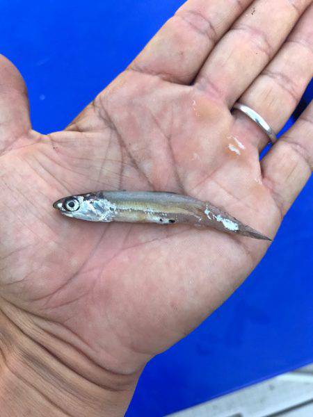 まるいち丸 ZERO-1 釣果