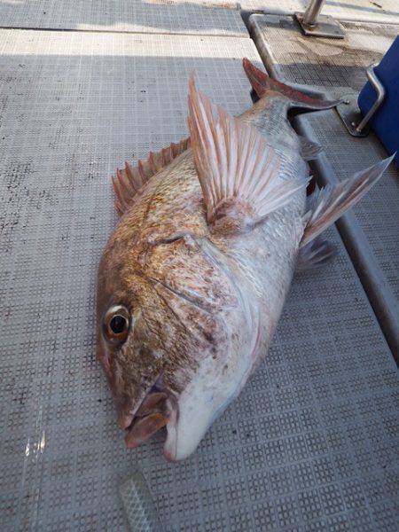 まるいち丸 ZERO-1 釣果