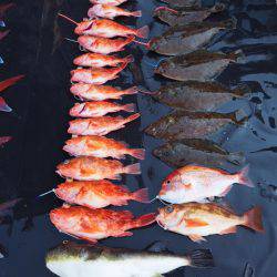 まるいち丸 ZERO-1 釣果