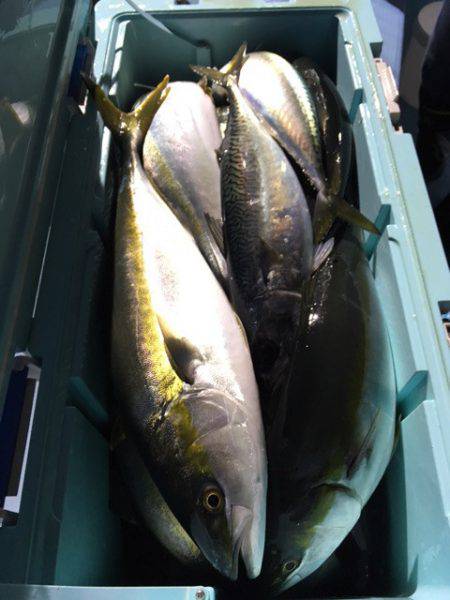 第二八坂丸 釣果