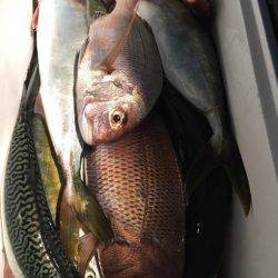 第二八坂丸 釣果