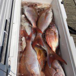 エヌスタイル 釣果