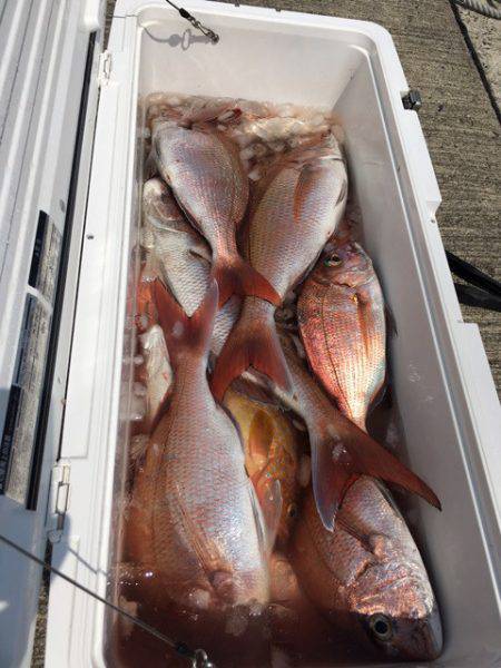 エヌスタイル 釣果