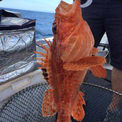 第二龍勢丸 釣果