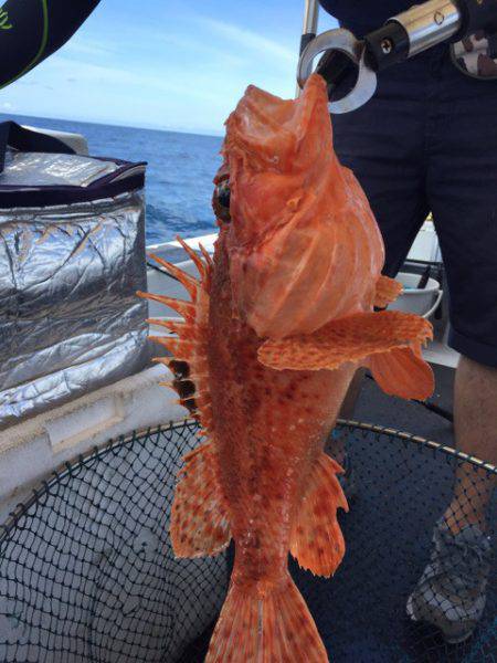 第二龍勢丸 釣果