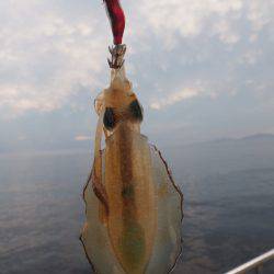 まるいち丸 ZERO-1 釣果