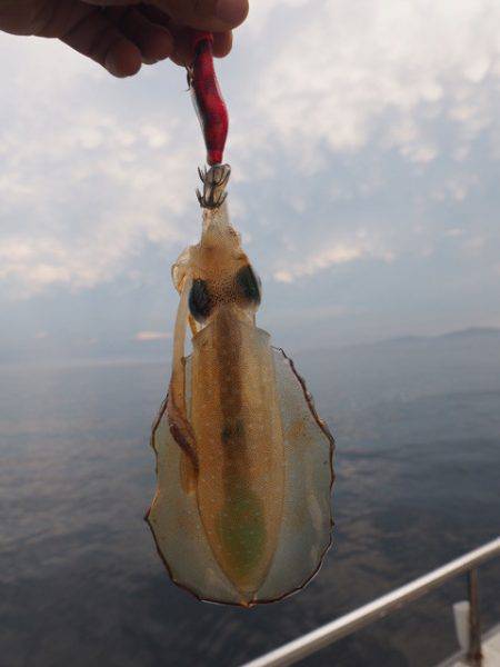 まるいち丸 ZERO-1 釣果