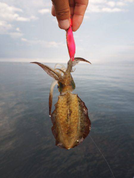 まるいち丸 ZERO-1 釣果