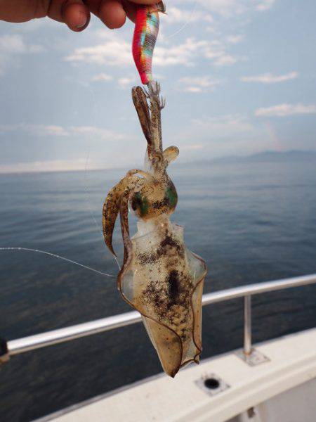 まるいち丸 ZERO-1 釣果