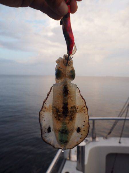 まるいち丸 ZERO-1 釣果