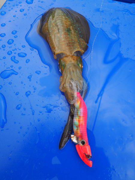 まるいち丸 ZERO-1 釣果