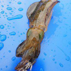 まるいち丸 ZERO-1 釣果