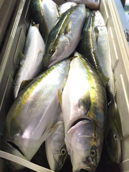 第二八坂丸 釣果