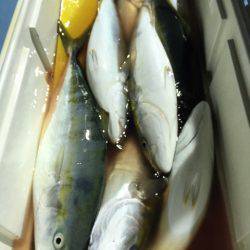 第二八坂丸 釣果